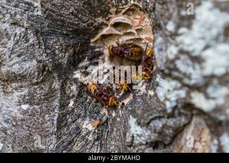 Hornet; Vespa crabro; Nest Hole in Beech Tree; UK Stock Photo