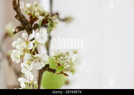 Blooming branch of apple tree in spring. Graphic resources Stock Photo