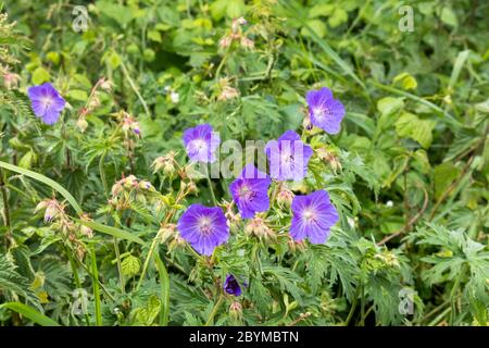 Meadow Cranesbill (Geranium pratense) flowering in early June at the Coombe Hill Canal and Meadows Nature Reserve, Gloucestershire UK Stock Photo