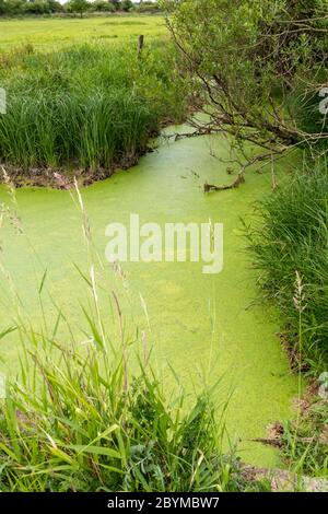 Pondweed and reeds in early June at the Coombe Hill Canal and Meadows Nature Reserve, Gloucestershire UK Stock Photo