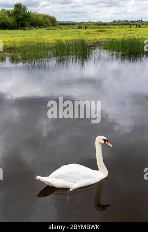 A mute swan on the Snipe Pool in early June at the Coombe Hill Canal and Meadows Nature Reserve, Gloucestershire UK Stock Photo