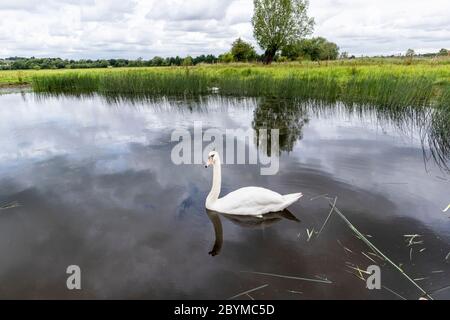 A mute swan on the Snipe Pool in early June at the Coombe Hill Canal and Meadows Nature Reserve, Gloucestershire UK Stock Photo