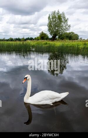 A mute swan on the Snipe Pool in early June at the Coombe Hill Canal and Meadows Nature Reserve, Gloucestershire UK Stock Photo