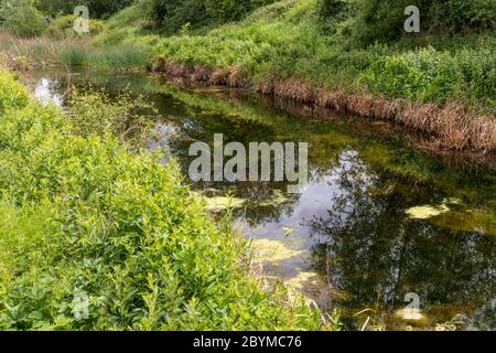 Early June at the Coombe Hill Canal and Meadows Nature Reserve, Gloucestershire UK Stock Photo