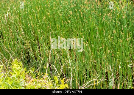 Reeds in early June at the Coombe Hill Canal and Meadows Nature Reserve, Gloucestershire UK Stock Photo