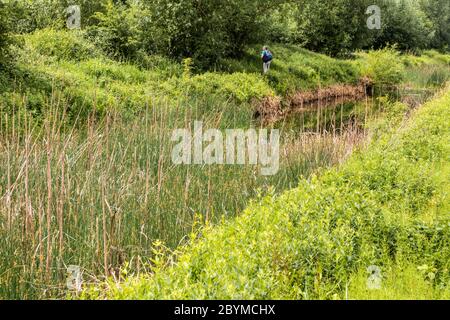 Early June at the Coombe Hill Canal and Meadows Nature Reserve, Gloucestershire UK Stock Photo