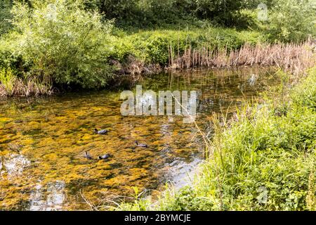 Coot in early June at the Coombe Hill Canal and Meadows Nature Reserve, Gloucestershire UK Stock Photo