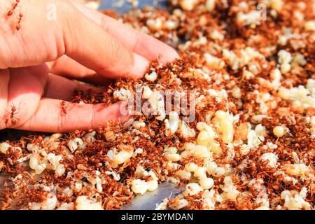 woman holding red ant and egg, thai food cooking fried red ant and egg Stock Photo