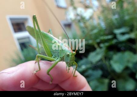 27.06.2019, Berlin, , Germany - Green hay horse on one hand. 00S190627D039CAROEX.JPG [MODEL RELEASE: YES, PROPERTY RELEASE: YES (c) caro images / Sorg Stock Photo