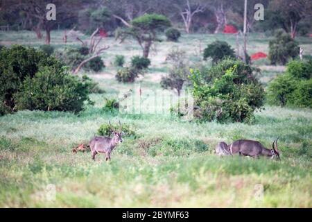 The waterbuck family is sitting in the tall grass Stock Photo