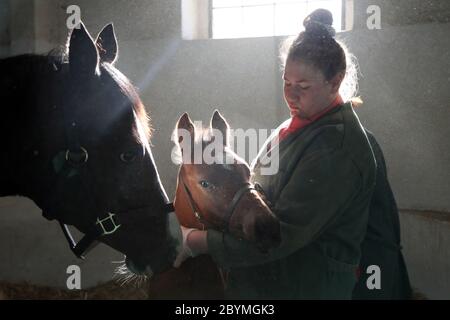 18.04.2020, Goerlsdorf, Brandenburg, Germany - Horse groom taking care of mare and foal in a box. 00S200418D093CAROEX.JPG [MODEL RELEASE: NO, PROPERTY Stock Photo