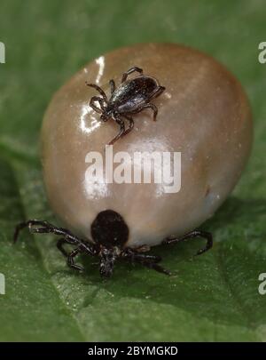19.04.2020, Berlin, , Germany - Male tick is sitting on a soaked female tick. 00S200419D047CAROEX.JPG [MODEL RELEASE: NOT APPLICABLE, PROPERTY RELEASE Stock Photo