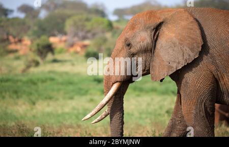 A face of a red elephant taken up close Stock Photo