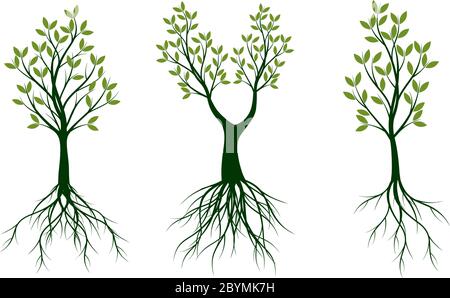 Green spring Tree. Roots and Leaves. Vector outline graphic. Stock Vector