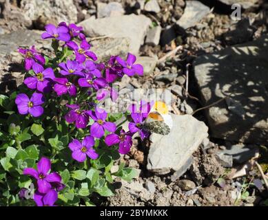 Male orange tip butterfly feeding on purple aubretia flowers Stock Photo