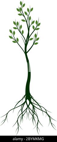 Green spring Tree. Roots and Leaves. Vector outline graphic. Stock Vector