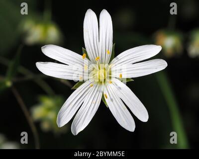 Flower of Greater Stitchwort, Stellaria hollostea Stock Photo