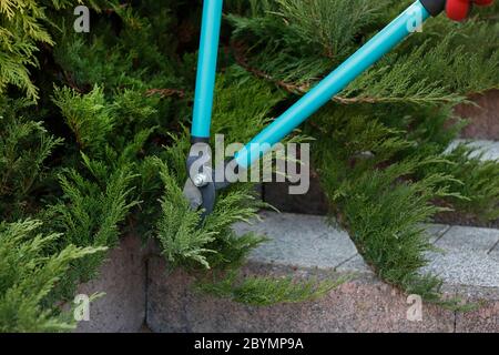Cutting the coniferous shrubs in the garden with pruning shears. Spring work Stock Photo