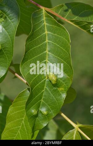 Walnut leaf gall mite (Aceria erinea) blisters on the upper surface of a walnut tree (Juglans regia) leaf, Berkshire, June Stock Photo