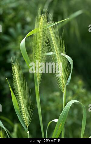 Ears of wall barley or false barley (Hordeum murinum) a grass weed or pasture species with flag leaves, Berkshire, June Stock Photo