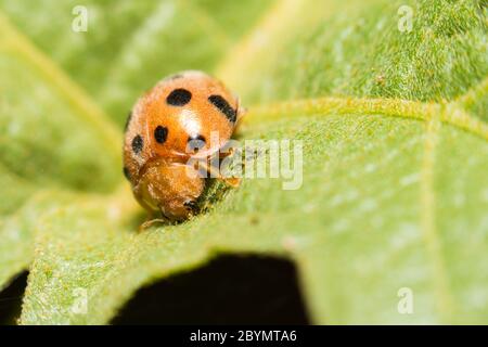 extra soft focus ladybug macro on green leaf Stock Photo