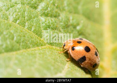 extra soft focus ladybug macro on green leaf Stock Photo