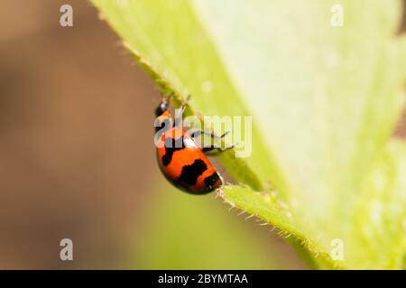 extra soft focus ladybug seven spot macro on green leaf Stock Photo