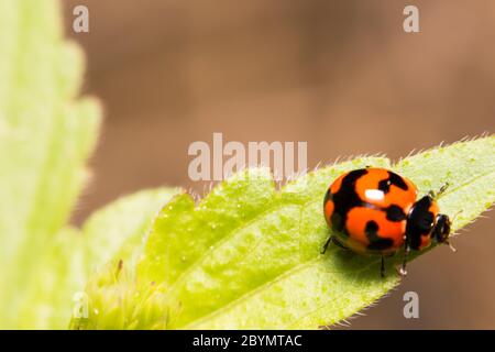 extra soft focus ladybug seven spot macro on green leaf Stock Photo