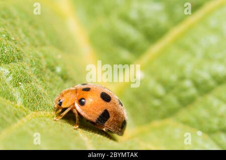 extra soft focus ladybug macro on green leaf Stock Photo