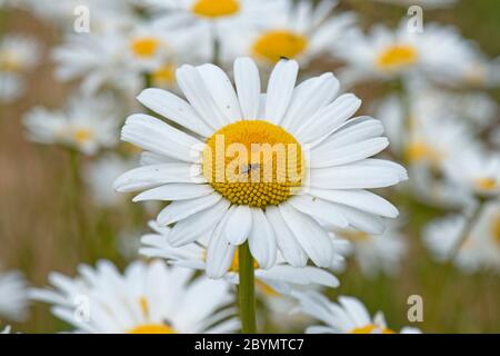 Oxeye daisies (Chrysanthemum vulgare) a single flower in a group of daisies with white ray and yellow disc florets, Berkshire, June Stock Photo