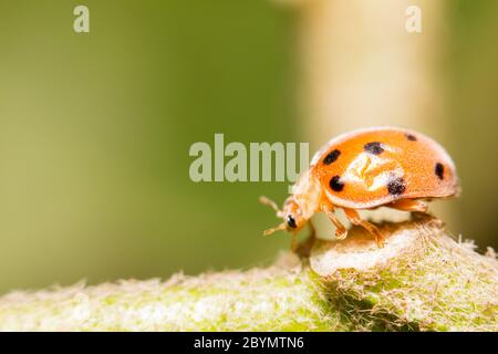 extra soft focus ladybug seven spot macro on green leaf Stock Photo
