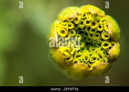 extra close-up soft focus flower skin macro in garden Stock Photo