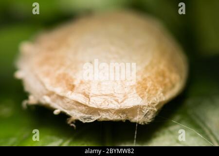 close-up spider egg sac Stock Photo