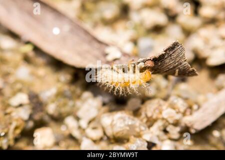 close-up worm on sand pebble Stock Photo