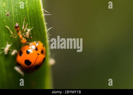 extra soft focus ladybug macro on green leaf Stock Photo