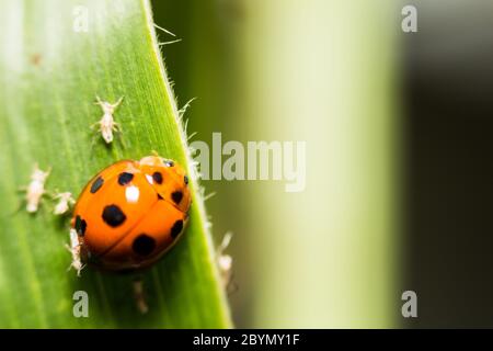 extra soft focus ladybug macro on green leaf Stock Photo