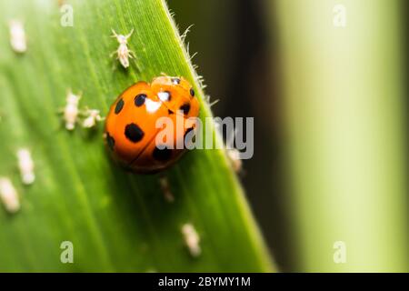 extra soft focus ladybug macro on green leaf Stock Photo