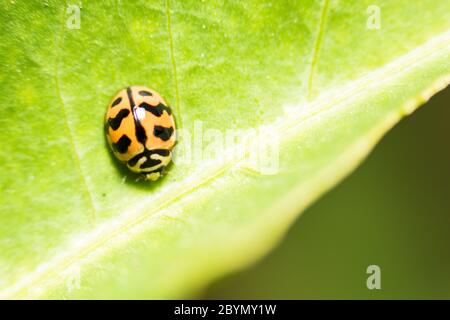 extra soft focus ladybug macro on green leaf Stock Photo