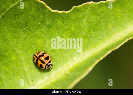 extra soft focus ladybug macro on green leaf Stock Photo