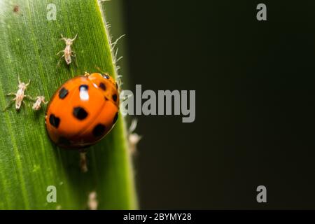 extra soft focus ladybug macro on green leaf Stock Photo