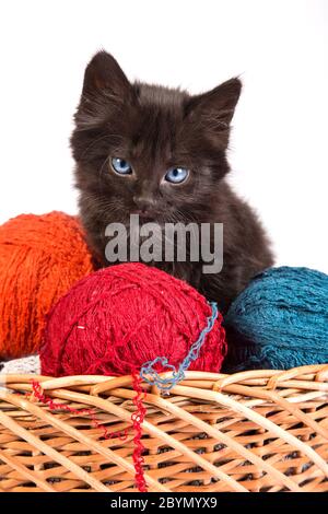 Black kitten playing with a red ball of yarn on white background Stock Photo