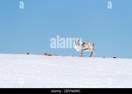 Reindeer, Rangifer tarandus, standing on the brow of a snow-covered hill in Svalbard, agaiinst a clear blue sky backgrond. Stock Photo
