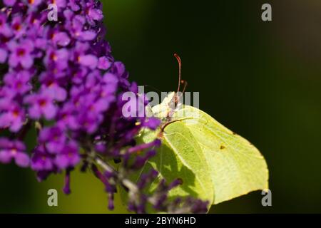 Macro of a common brimstone butterfly (Gonepteryx rhamni) sitting on butterfly bush twig Stock Photo