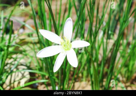 white flower, nothoscordum bivalve in garden Stock Photo