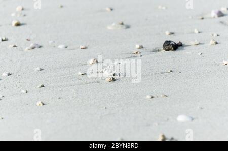 Tiny white crab on sand of Maldives. Beautiful beach surface. Stock Photo