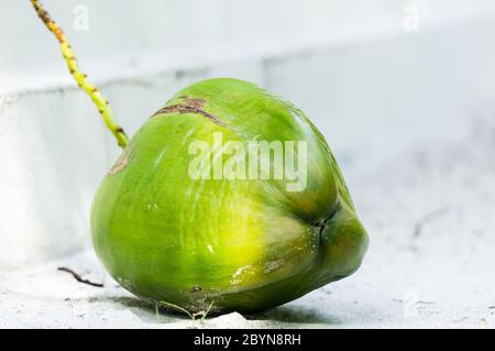 Whole green ripe coconut lying on white sand of Maldives. Close-up. Stock Photo