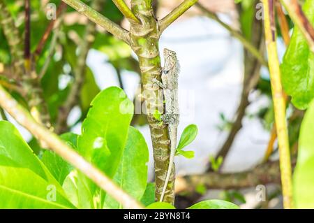 Oriental garden lizard or bloodsucker hiding among bushes Stock Photo