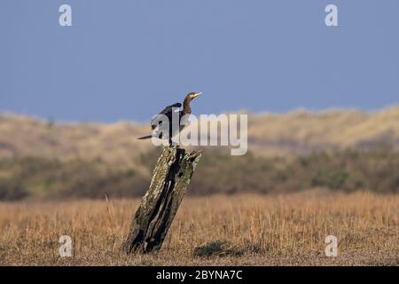 Cormorant-Phalacrocorax carbo perched on post whilst drying it's wings. Spring Stock Photo