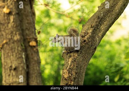 Squirrel Sitting on a Tree Trunk Stock Photo
