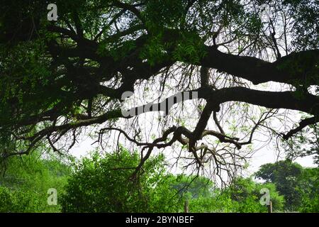 Big neem tree or Azadirachta indica in village. Very powerful Indian medicinal tree Stock Photo